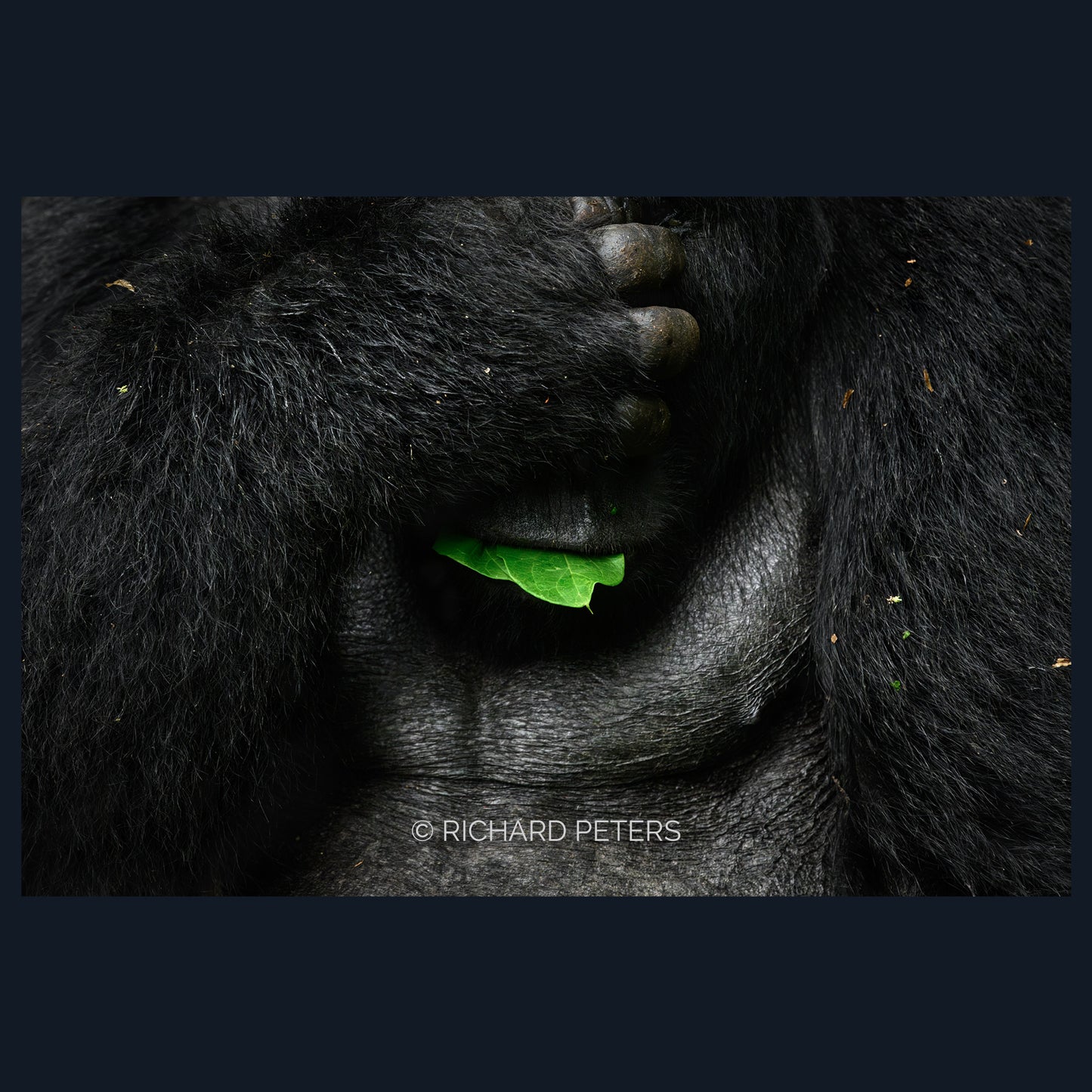 Gorilla Greens