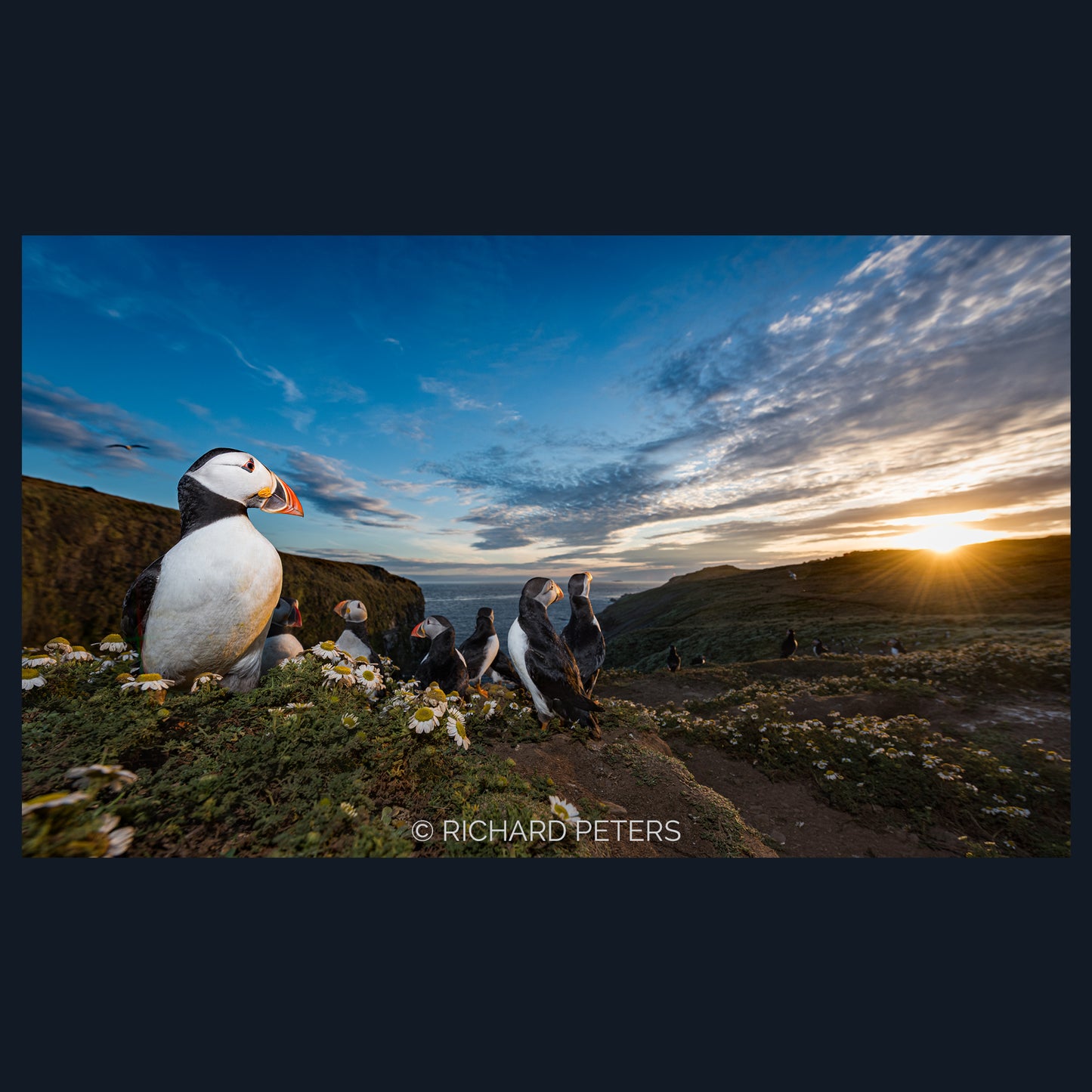 Puffin Sundowner