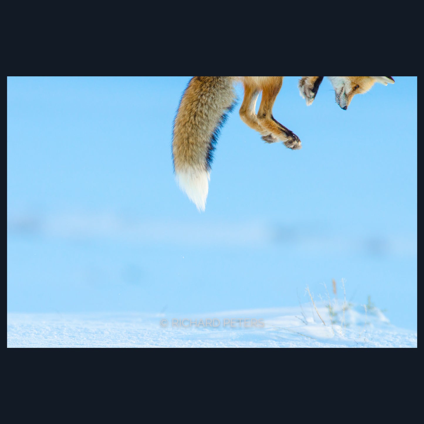 Snow Pounce